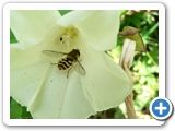Gewöhnliche Garten-Schwebfliege, 23.06.2018