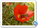 Gewöhnliche Garten-Schwebfliege, 30.06.2018