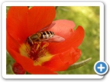 Gewöhnliche Garten-Schwebfliege, 30.06.2018