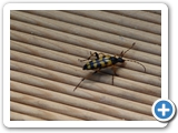 Gefleckter Schmalbock, 05.07.2022