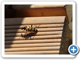 Gefleckter Schmalbock, 05.07.2022