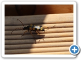 Gefleckter Schmalbock, 05.07.2022