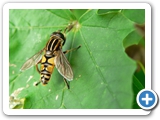Gewöhnliche Sumpfschwebfliege, 21.09.2011