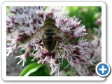 Gewöhnliche Keilfleckschwebfliege, 10.08.2012