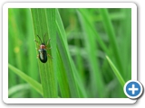 Rothalsiges Getreidehähnchen, 26.05.2012