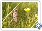 Gewöhnliche Eintagsfliege, 24.05.2019