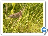 Gewöhnliche Eintagsfliege, 24.05.2019
