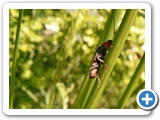 Gewöhnlicher Weichkäfer, 30.05.2019