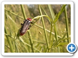 Gewöhnlicher Weichkäfer, 09.06.2019