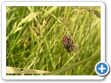 Gewöhnlicher Weichkäfer, 18.05.2019