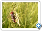 Gewöhnlicher Weichkäfer, 18.05.2019