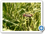 Gewöhnlicher Weichkäfer, 26.05.2019