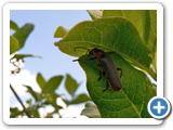 Gewöhnlicher Weichkäfer, 30.05.2019