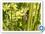 Gewöhnlicher Weichkäfer, 30.05.2019