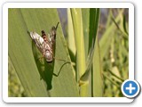Goldgelbe Schnepfenfliege, 27.05.2017