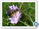 Große Sumpfschwebfliege, 15.06.2012