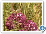 Große Sumpfschwebfliege,07.07.2018