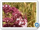 Große Sumpfschwebfliege,07.07.2018