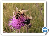 Große Sumpfschwebfliege, 07.08.2021