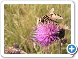 Große Sumpfschwebfliege, 07.08.2021