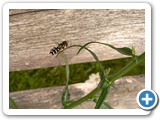 Späte Großstirnschwebfliege, 21.06.2020