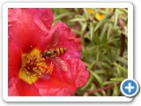 Hain-Schwebfliege, 30.06.2018