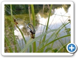 Echte Herbstspinne ♂ ♀, 03.09.2020