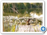 Echte Herbstspinne ♀, 03.09.2020