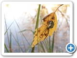 Echte Herbstspinne ♀, 18.09.2021