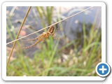 Echte Herbstspinne ♂, 18.09.2021