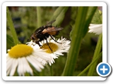 Igelfliege, 12.06.2018