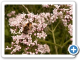 Kleine Keilfleckschwebfliege, 07.07.2018