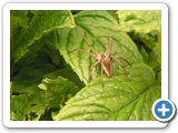 Listspinne, 30.05.2021