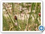 Maiglöckchenhähnchen, 02.06.2018