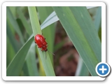 Maiglöckchenhähnchen, 02.06.2018