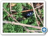Waldmistkäfer, 01.09.2022