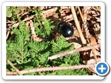 Waldmistkäfer, 01.09.2022