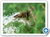 Mittlere Keilfleckschwebfliege, 05.08.2013