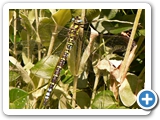 Blaugrüne Mosaikjungfer ♂, 16.08.2019