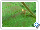 Gewöhnliche Ovalspinne ♂, 11.07.2012