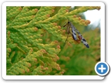 Panorpa communis ♂, 19.07.2011