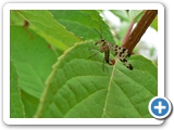 Panorpa communis ♂, 03.08.2011