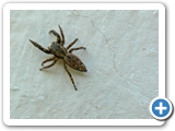 Rindenspringspinne, 25.09.2012
