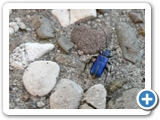 Blauvioletter Scheibenbock, 22.05.2016