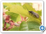 Gewöhnliche Wasserflorfliege, 22.05.2022