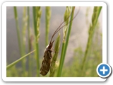 Gewöhnliche Wasserflorfliege, 22.05.2022