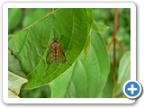 Schwarzfüßige Schnepfenfliege, 27.05.2012