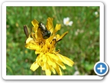 Smaragd-Fallkäfer, 26.05.2012