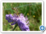 Gewöhnliche Stiftschwebfliege, 15.06.2012
