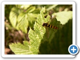 Gewöhnliche Stiftschwebfliege, 23.06.2018